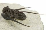 Long-Spined Cyphaspis Trilobite - Foum Zguid, Morocco #311671-1